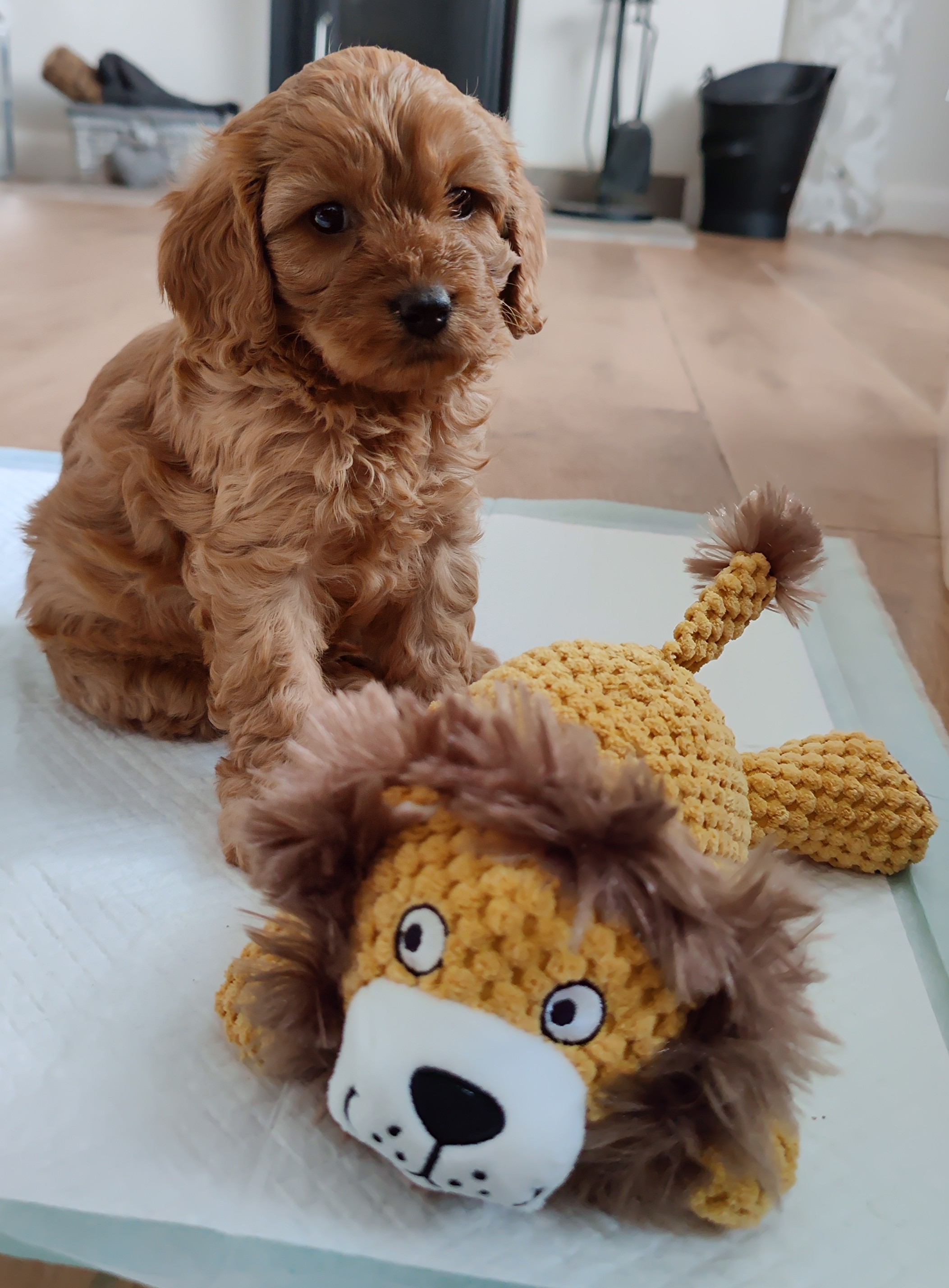 Vinnie and his lion toy